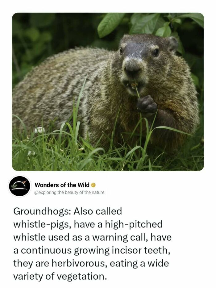 44 Animal Facts That’ll Totally Surprise You