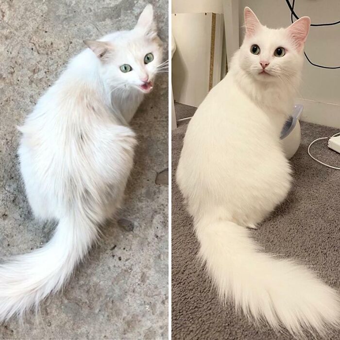 Stray Cat Rescue Glow-Up! One Year Later and Look at That Purr-fect Change
