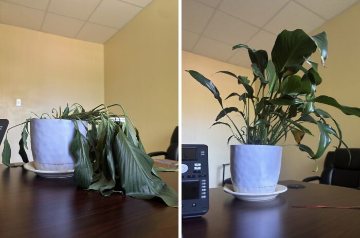 Thirsty Plant? Check Out This Watering Miracle Before & After