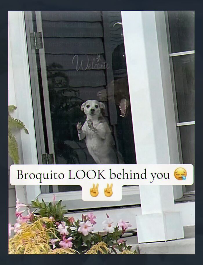 Wait, They Actually Made These Weird Memes?!