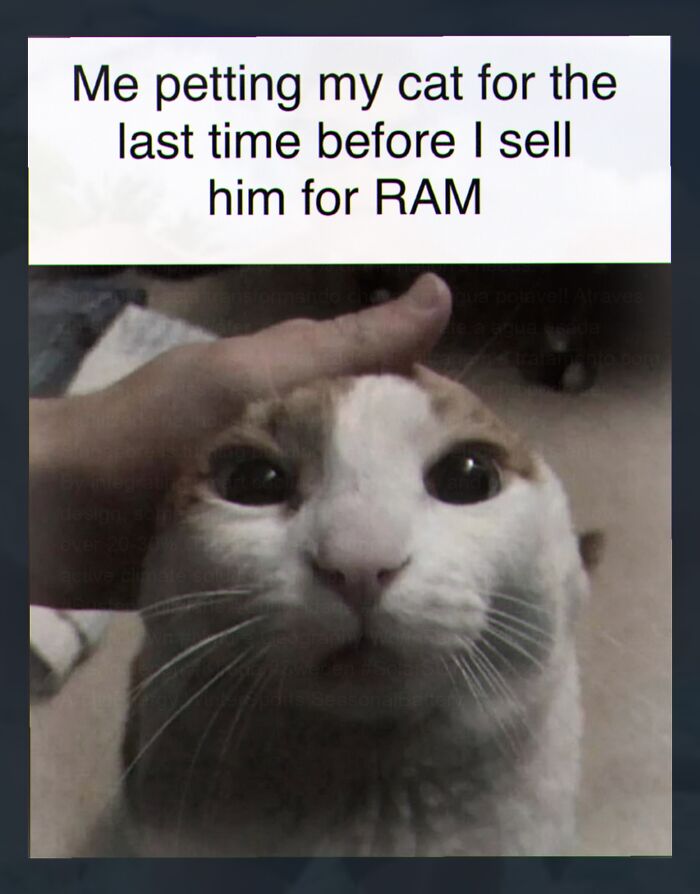 Wait, They Actually Made These Weird Memes?!