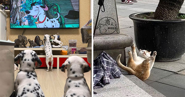 64 Animal Pics So Cute They’ll Totally Brighten Your Day!