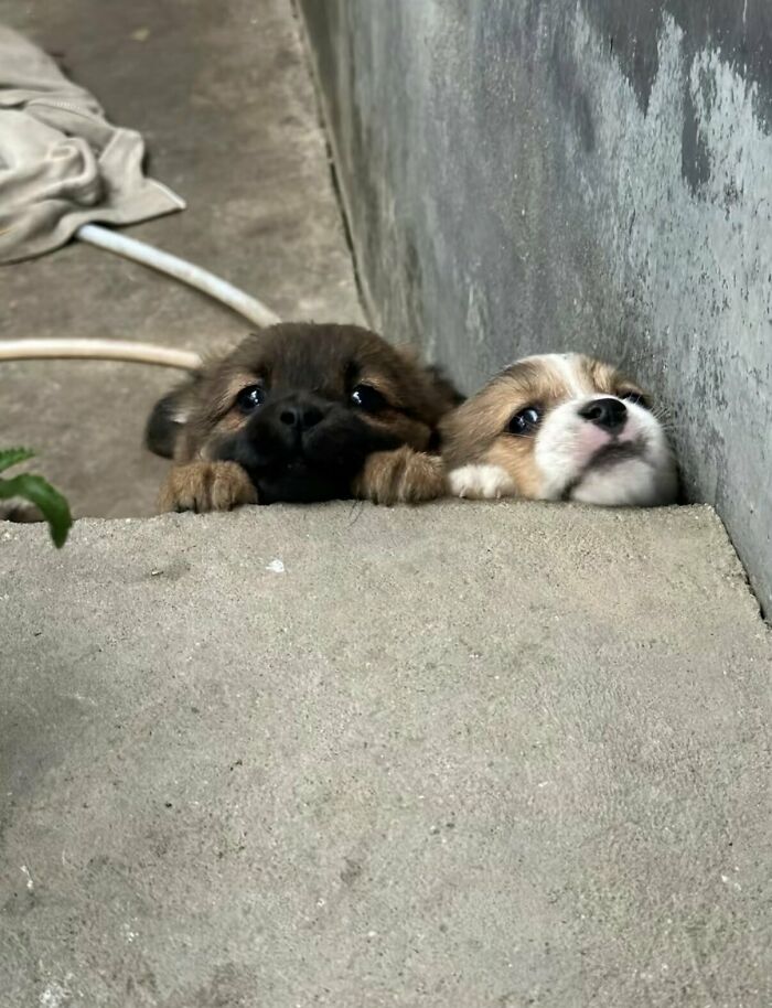 64 Animal Pics So Cute They’ll Totally Brighten Your Day!