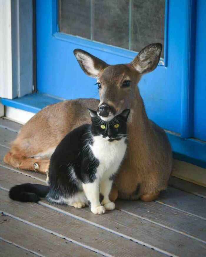 64 Animal Pics So Cute They’ll Totally Brighten Your Day!