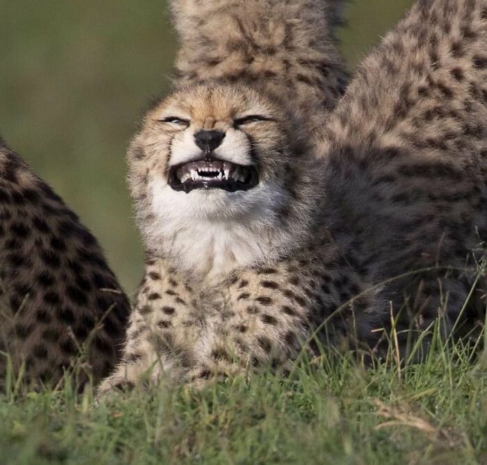 64 Animal Pics So Cute They’ll Totally Brighten Your Day!