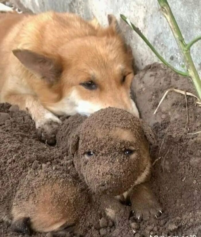 64 Animal Pics So Cute They’ll Totally Brighten Your Day!