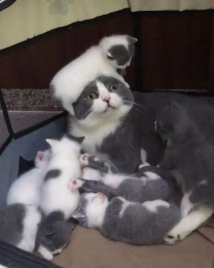 64 Animal Pics So Cute They’ll Totally Brighten Your Day!