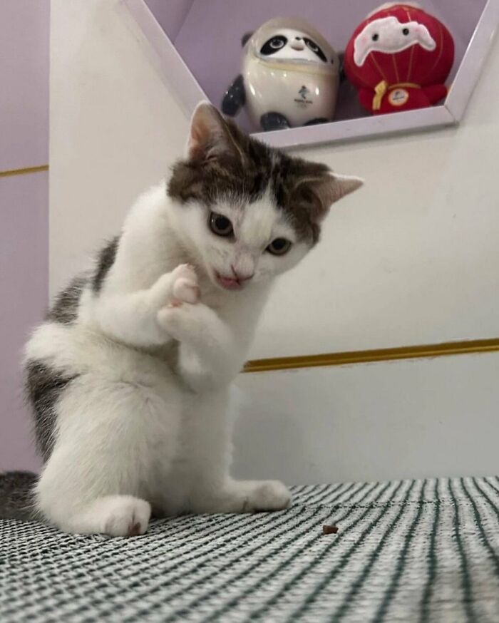 64 Animal Pics So Cute They’ll Totally Brighten Your Day!