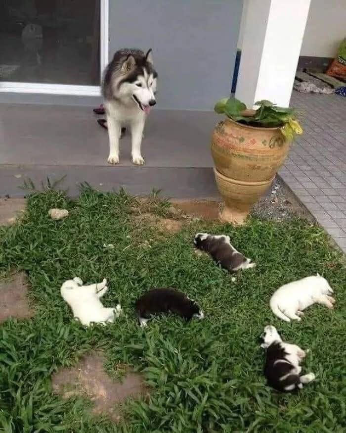 64 Animal Pics So Cute They’ll Totally Brighten Your Day!