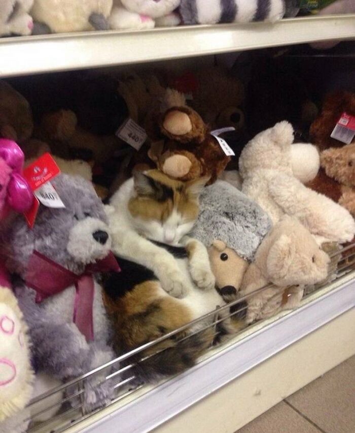 64 Animal Pics So Cute They’ll Totally Brighten Your Day!