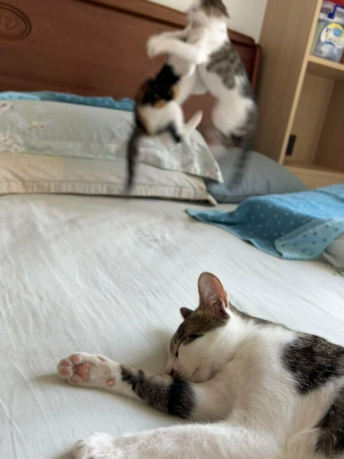 64 Animal Pics So Cute They’ll Totally Brighten Your Day!