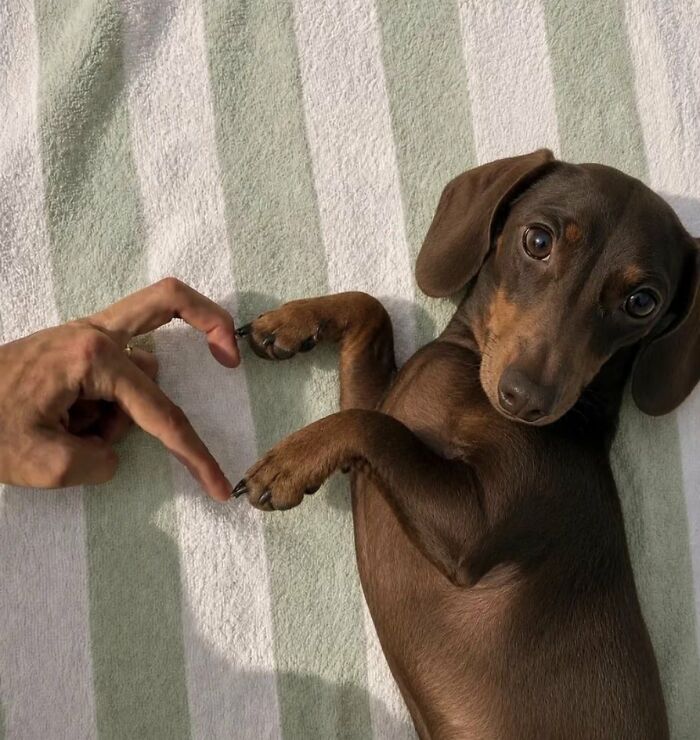 64 Animal Pics So Cute They’ll Totally Brighten Your Day!