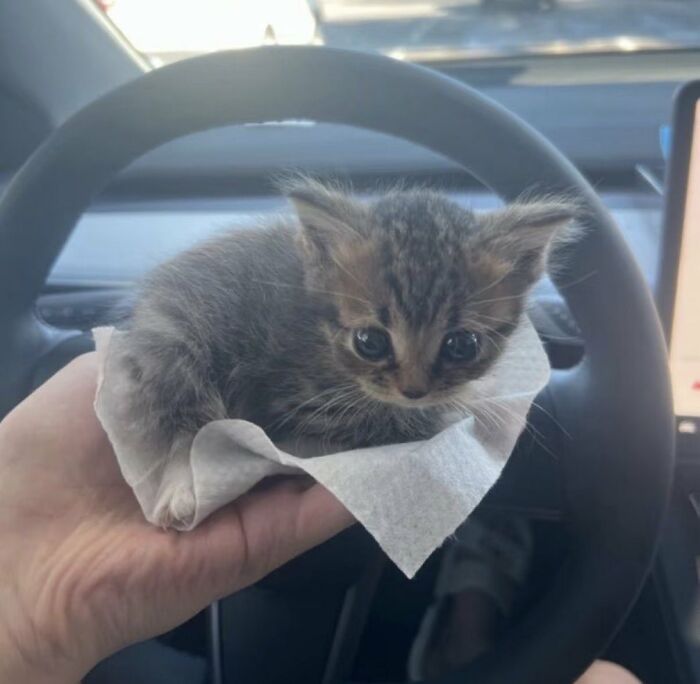 64 Animal Pics So Cute They’ll Totally Brighten Your Day!