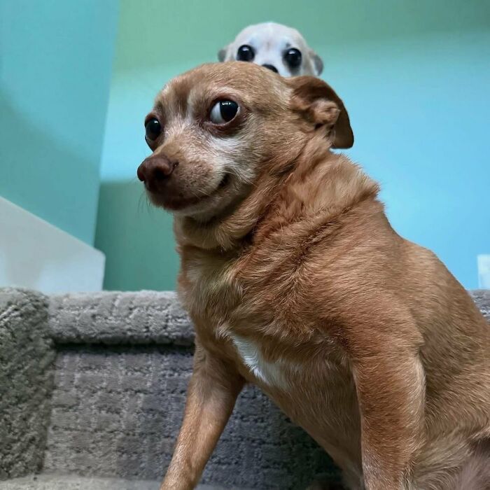 64 Animal Pics So Cute They’ll Totally Brighten Your Day!
