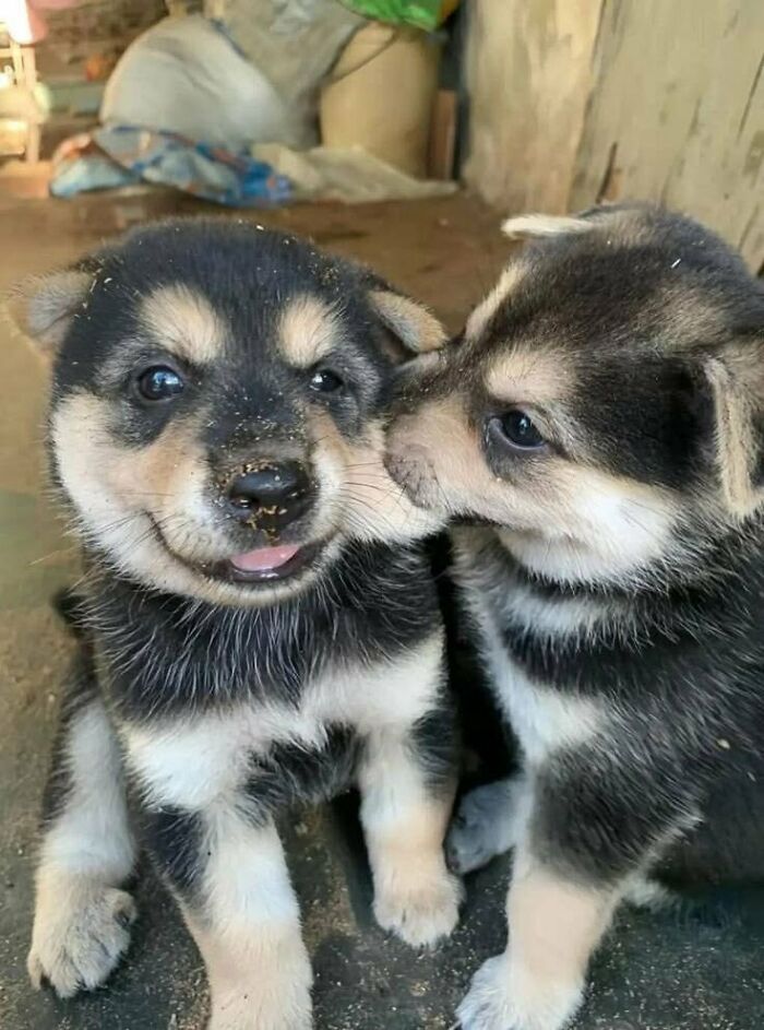64 Animal Pics So Cute They’ll Totally Brighten Your Day!