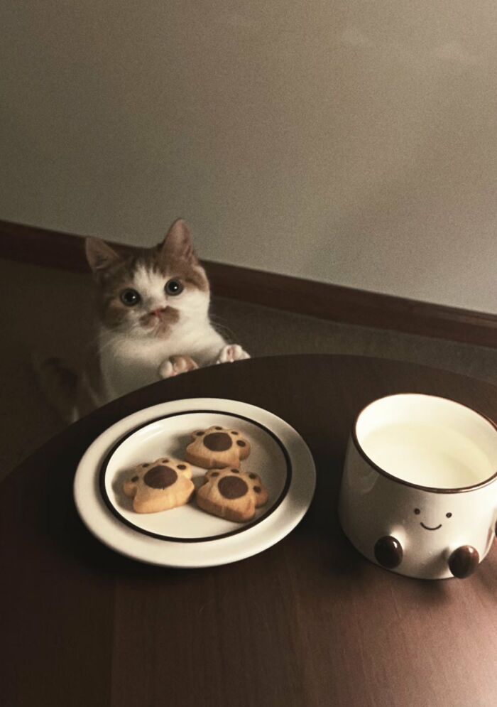 64 Animal Pics So Cute They’ll Totally Brighten Your Day!