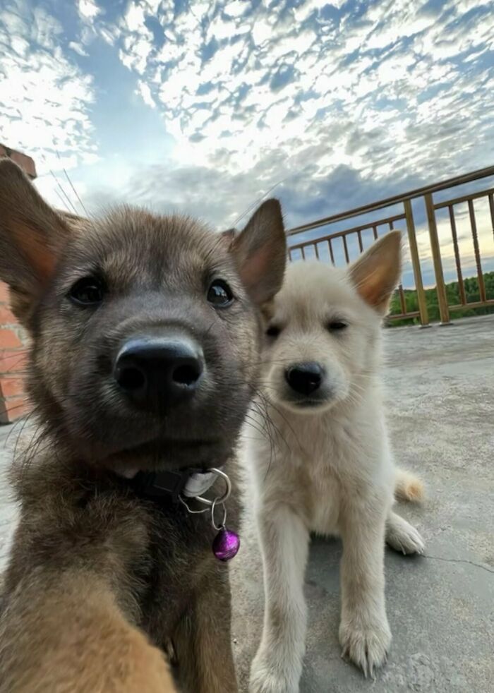 64 Animal Pics So Cute They’ll Totally Brighten Your Day!