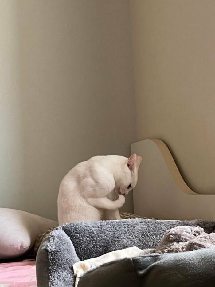 64 Animal Pics So Cute They’ll Totally Brighten Your Day!