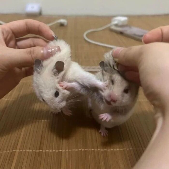 64 Animal Pics So Cute They’ll Totally Brighten Your Day!