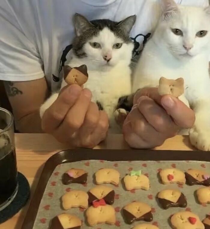 64 Animal Pics So Cute They’ll Totally Brighten Your Day!