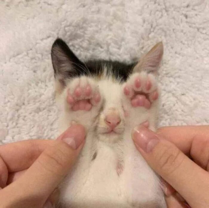 64 Animal Pics So Cute They’ll Totally Brighten Your Day!