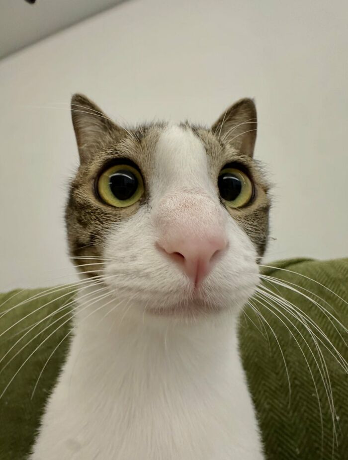 64 Animal Pics So Cute They’ll Totally Brighten Your Day!
