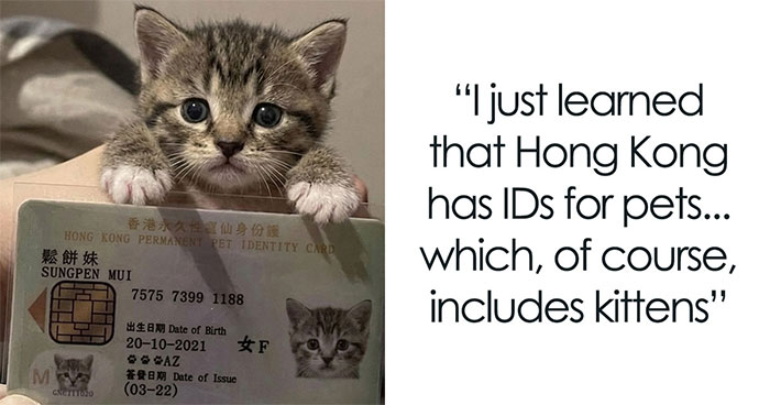 These 42 Hilarious Cat Pics Will Totally Capture Your Inner Weird Cat Person