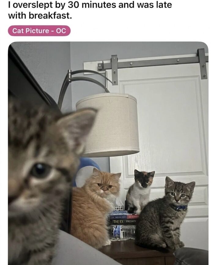These 42 Hilarious Cat Pics Will Totally Capture Your Inner Weird Cat Person
