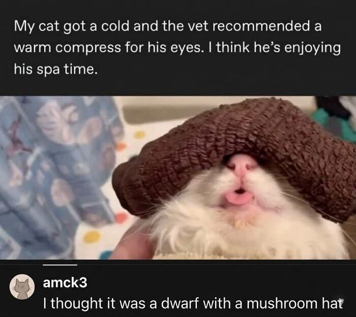These 42 Hilarious Cat Pics Will Totally Capture Your Inner Weird Cat Person