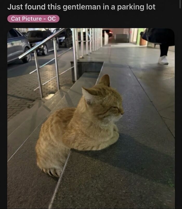 These 42 Hilarious Cat Pics Will Totally Capture Your Inner Weird Cat Person