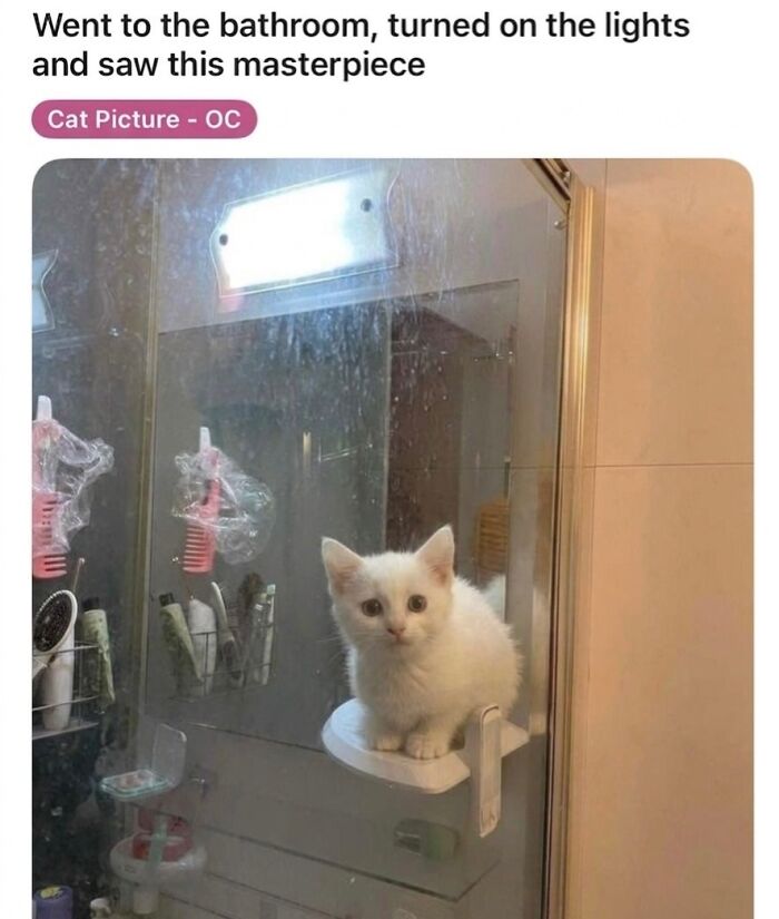 These 42 Hilarious Cat Pics Will Totally Capture Your Inner Weird Cat Person