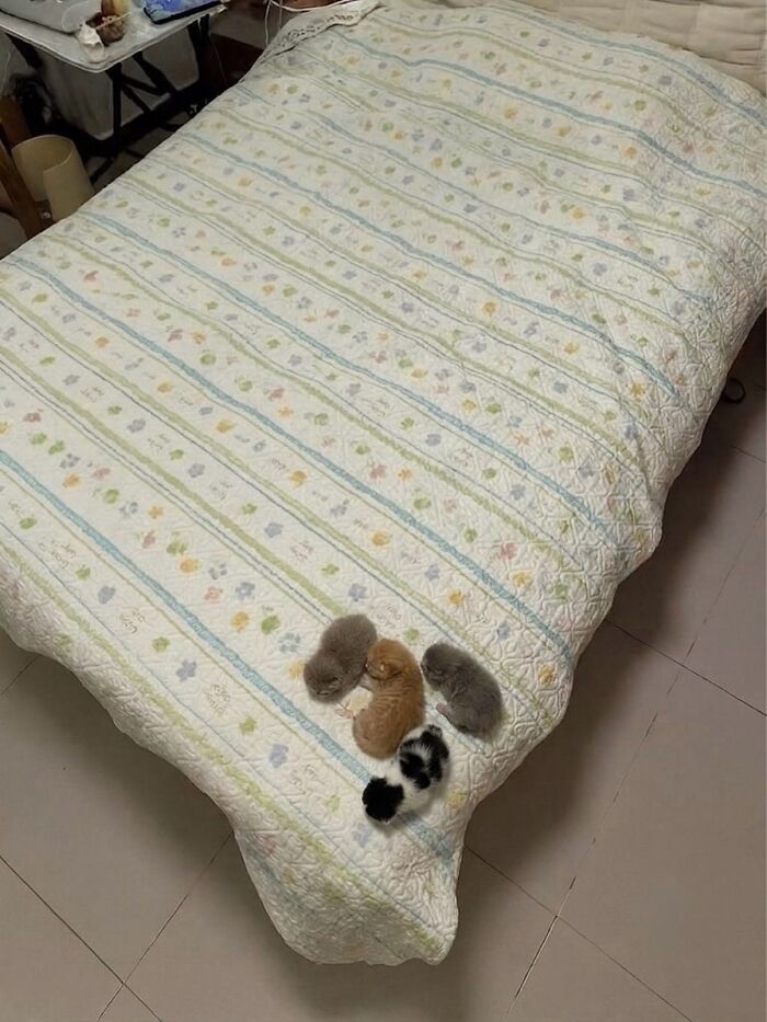 These 42 Hilarious Cat Pics Will Totally Capture Your Inner Weird Cat Person