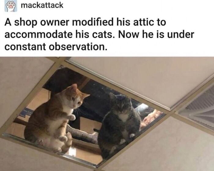 These 42 Hilarious Cat Pics Will Totally Capture Your Inner Weird Cat Person