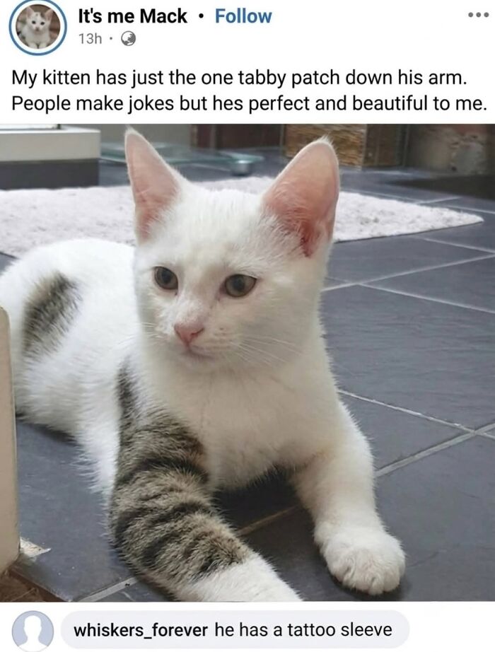 These 42 Hilarious Cat Pics Will Totally Capture Your Inner Weird Cat Person