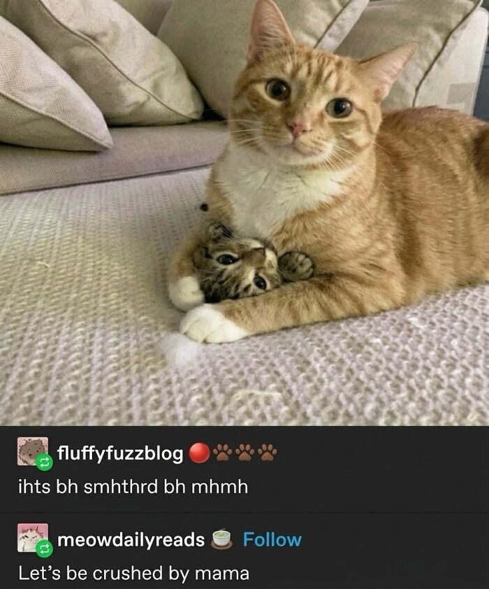 These 42 Hilarious Cat Pics Will Totally Capture Your Inner Weird Cat Person