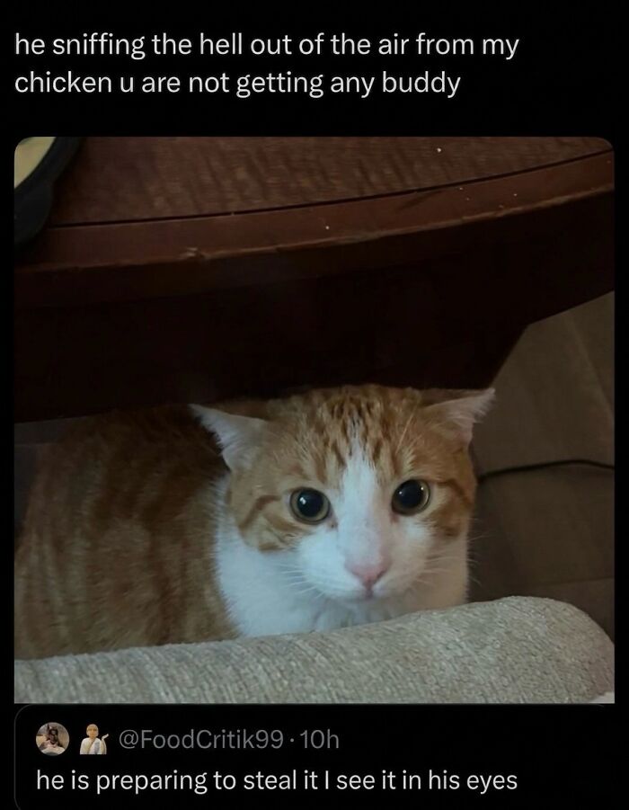 These 42 Hilarious Cat Pics Will Totally Capture Your Inner Weird Cat Person