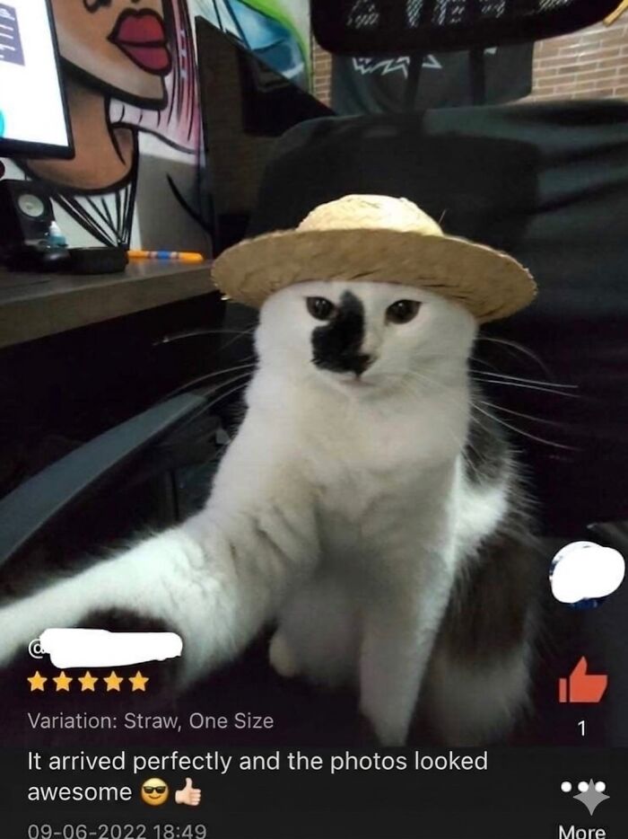 These 42 Hilarious Cat Pics Will Totally Capture Your Inner Weird Cat Person