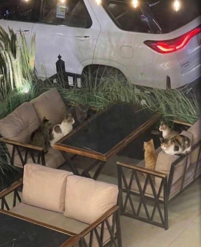 These 42 Hilarious Cat Pics Will Totally Capture Your Inner Weird Cat Person