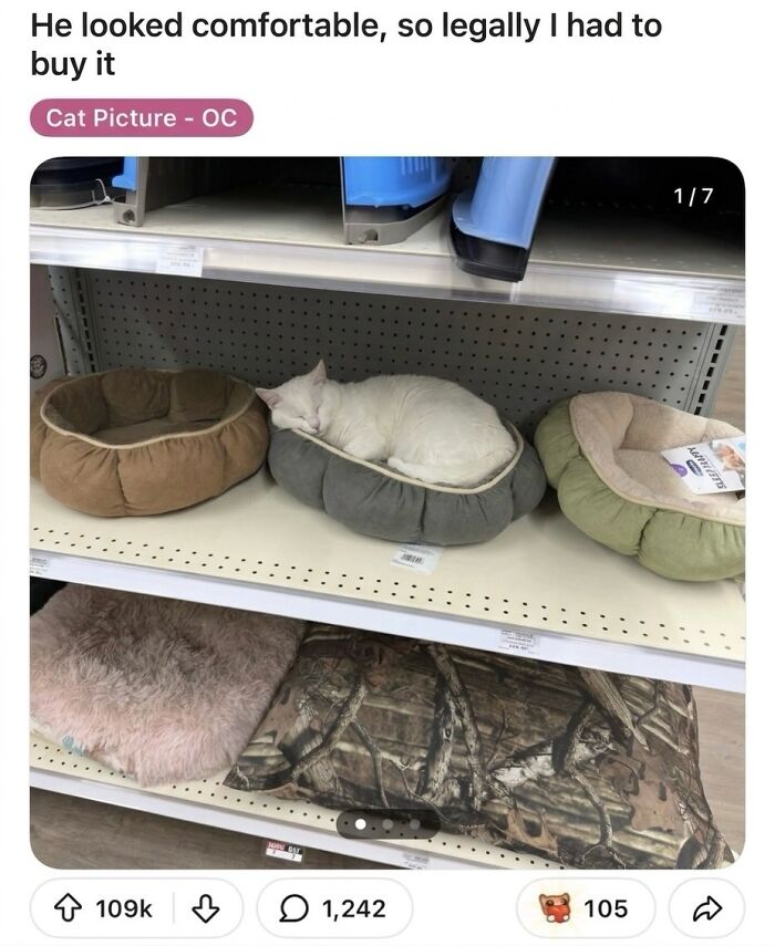 These 42 Hilarious Cat Pics Will Totally Capture Your Inner Weird Cat Person