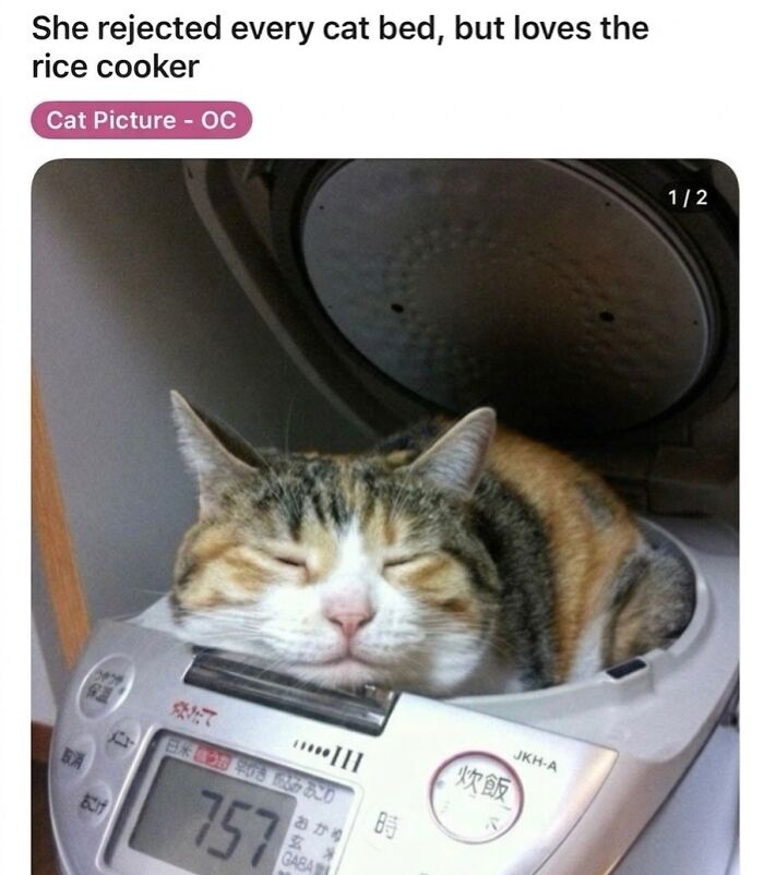 These 42 Hilarious Cat Pics Will Totally Capture Your Inner Weird Cat Person