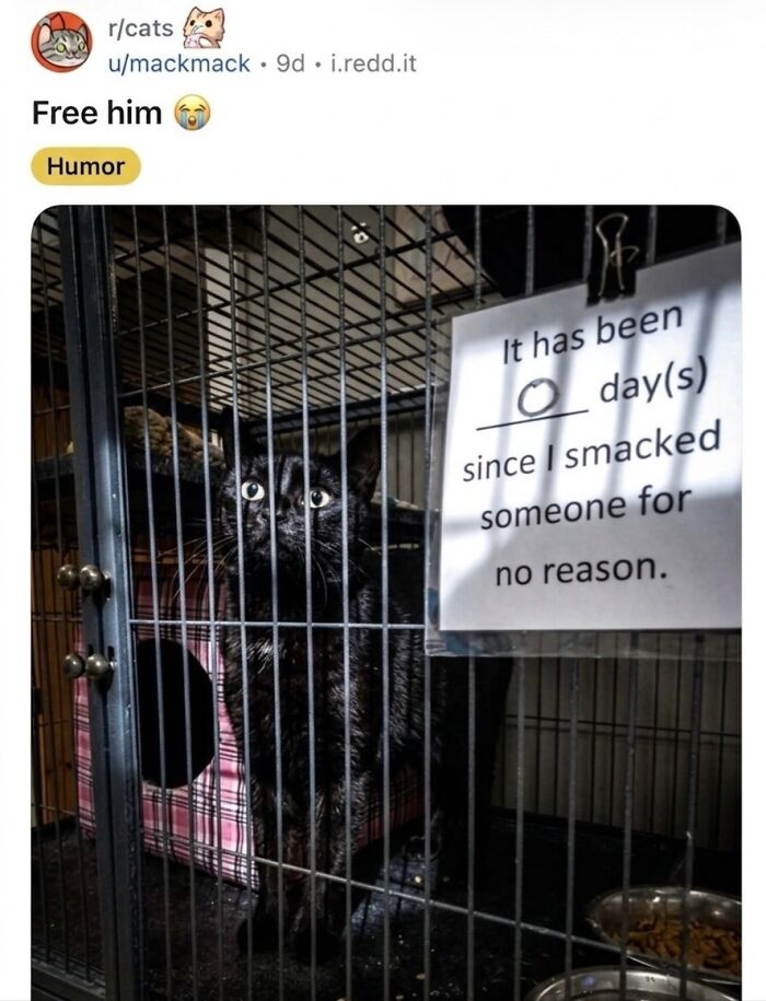 These 42 Hilarious Cat Pics Will Totally Capture Your Inner Weird Cat Person