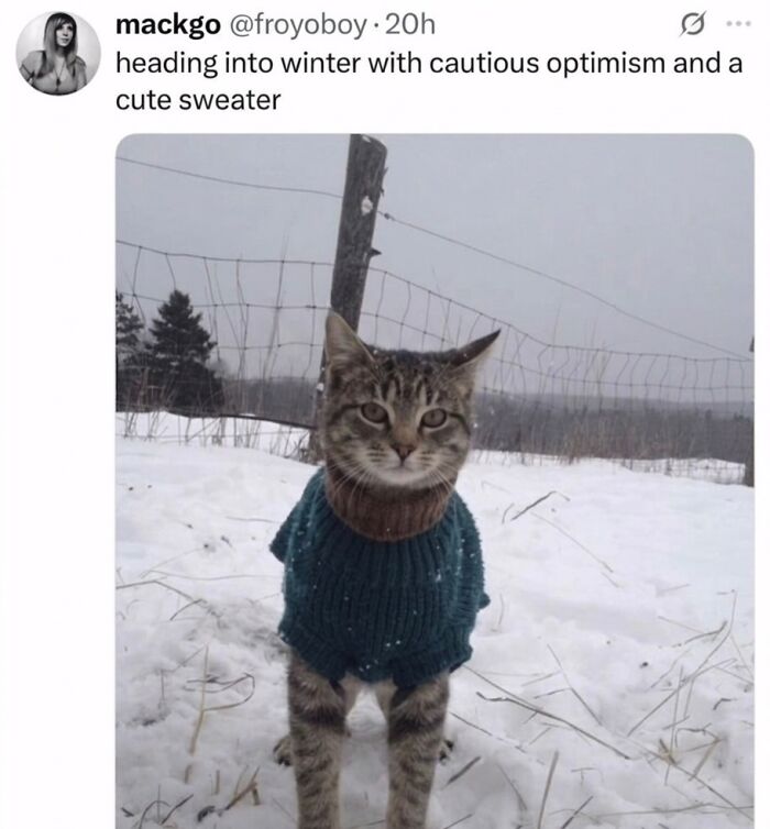 These 42 Hilarious Cat Pics Will Totally Capture Your Inner Weird Cat Person