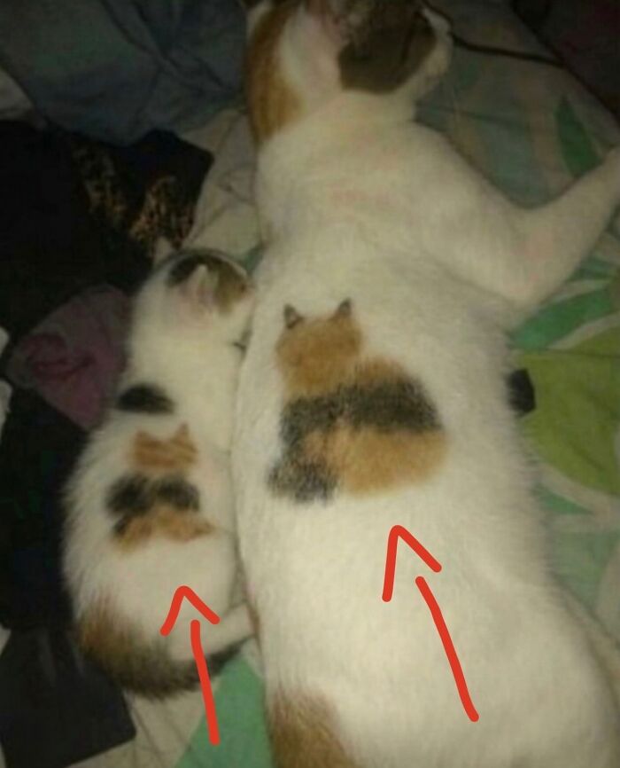These 42 Hilarious Cat Pics Will Totally Capture Your Inner Weird Cat Person