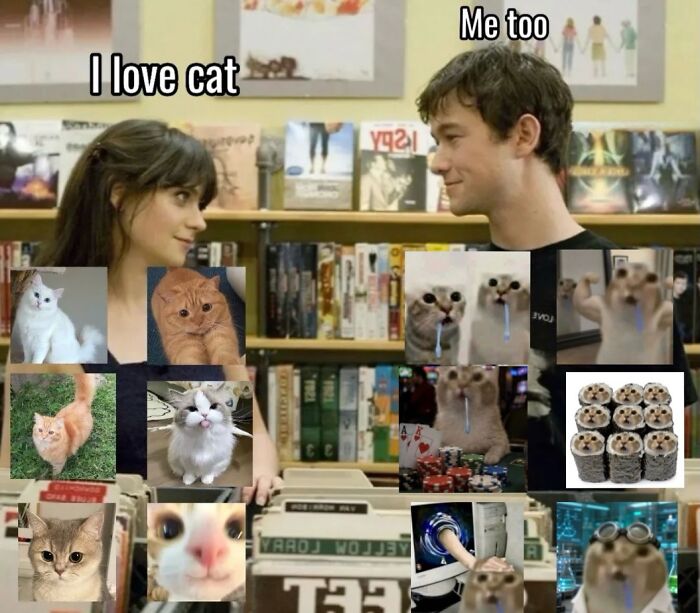 These 42 Hilarious Cat Pics Will Totally Capture Your Inner Weird Cat Person