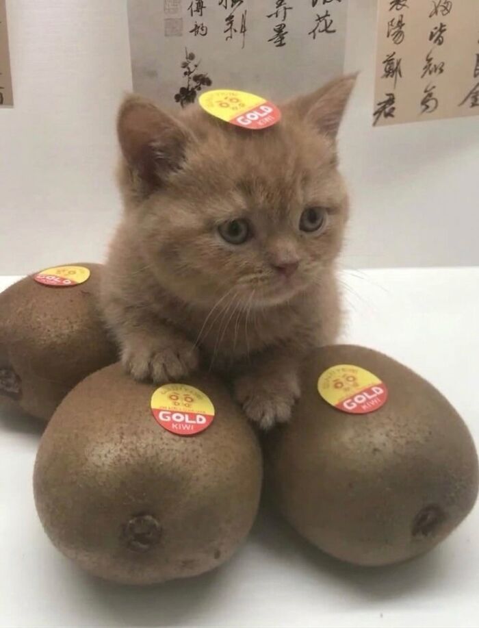 These 42 Hilarious Cat Pics Will Totally Capture Your Inner Weird Cat Person