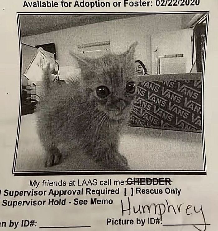 These 42 Hilarious Cat Pics Will Totally Capture Your Inner Weird Cat Person