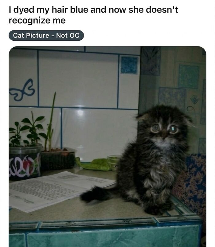These 42 Hilarious Cat Pics Will Totally Capture Your Inner Weird Cat Person