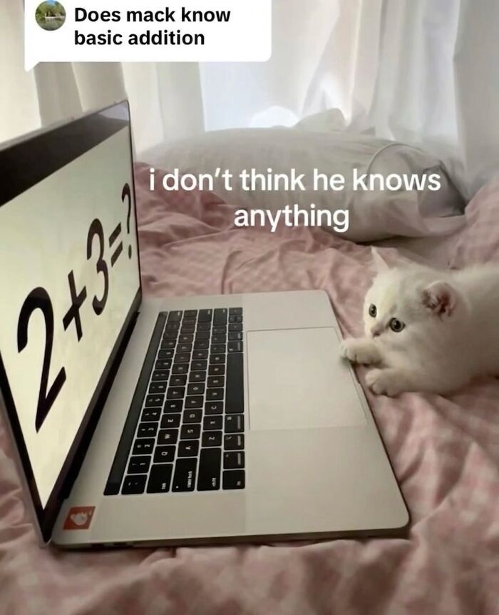 These 42 Hilarious Cat Pics Will Totally Capture Your Inner Weird Cat Person