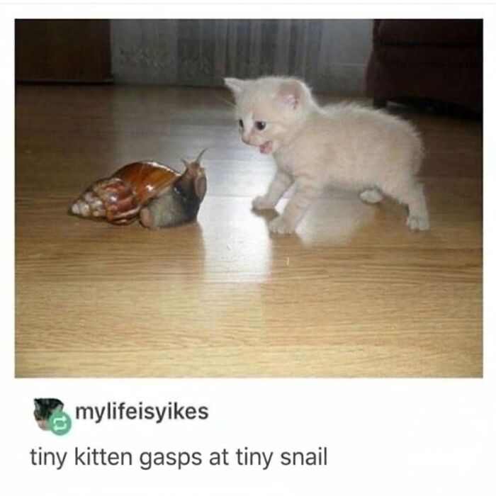 These 42 Hilarious Cat Pics Will Totally Capture Your Inner Weird Cat Person