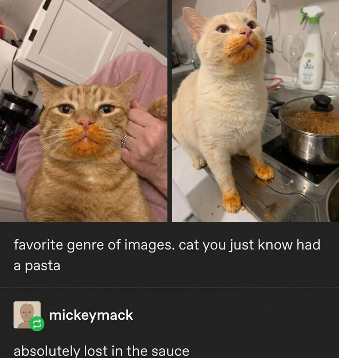These 42 Hilarious Cat Pics Will Totally Capture Your Inner Weird Cat Person
